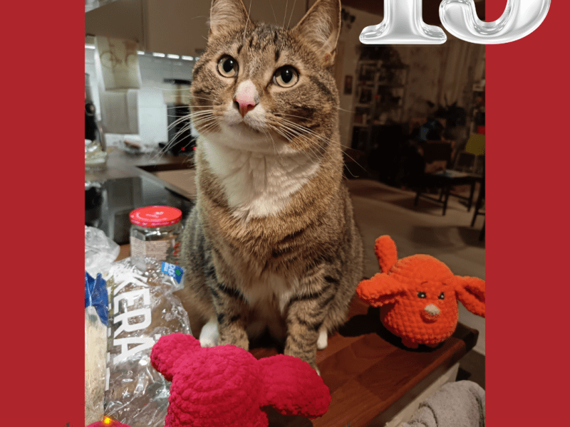 Mahdottomat kissafanit